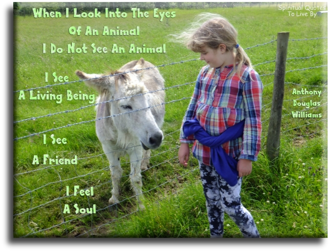 Anthony Douglas Williams quote - When I look into the eyes of an animal, I do not see an animal. I see a living being. I see a friend. I feel a Soul. - Spiritual Quotes To Live By