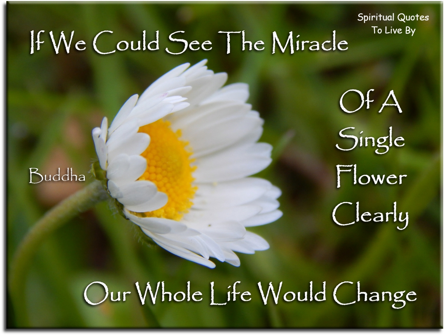 Buddha quote - If we could see the miracle of a single flower clearly, our whole life would change - Spiritual Quotes To Live By