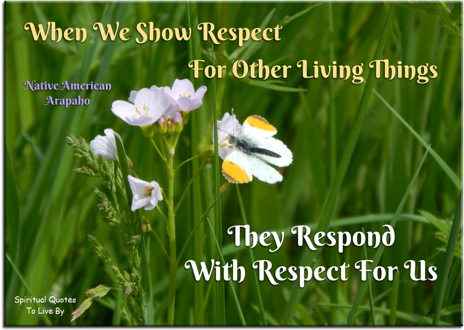 Native American Arapaho quote -When we show respect for other living things, they respond with respect for us. - Spiritual Quotes To Live By