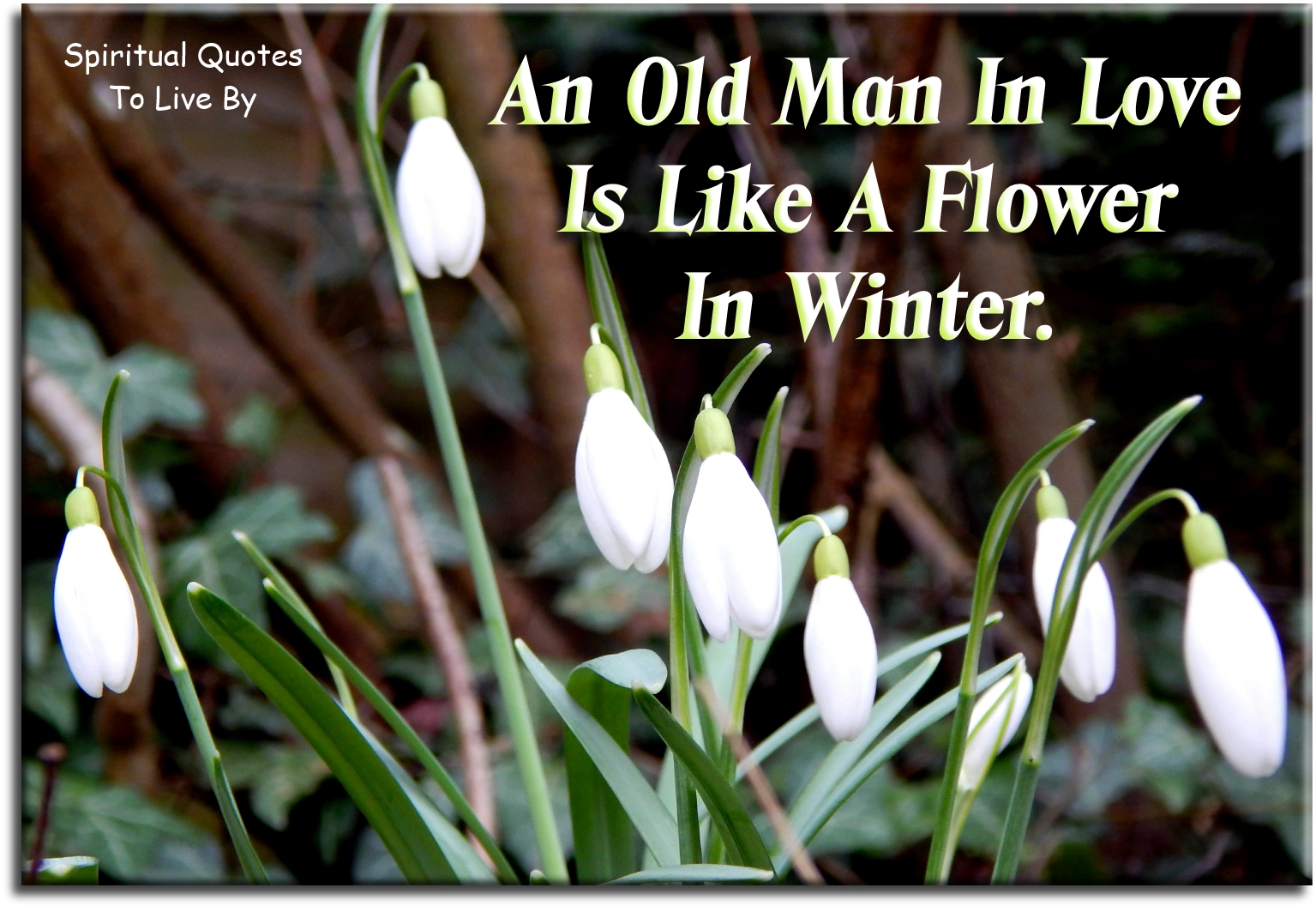 An old man in love is like a flower in winter. - Spiritual Quotes To Live By An old man in love is like a flower in winter. - Spiritual Quotes To Live By