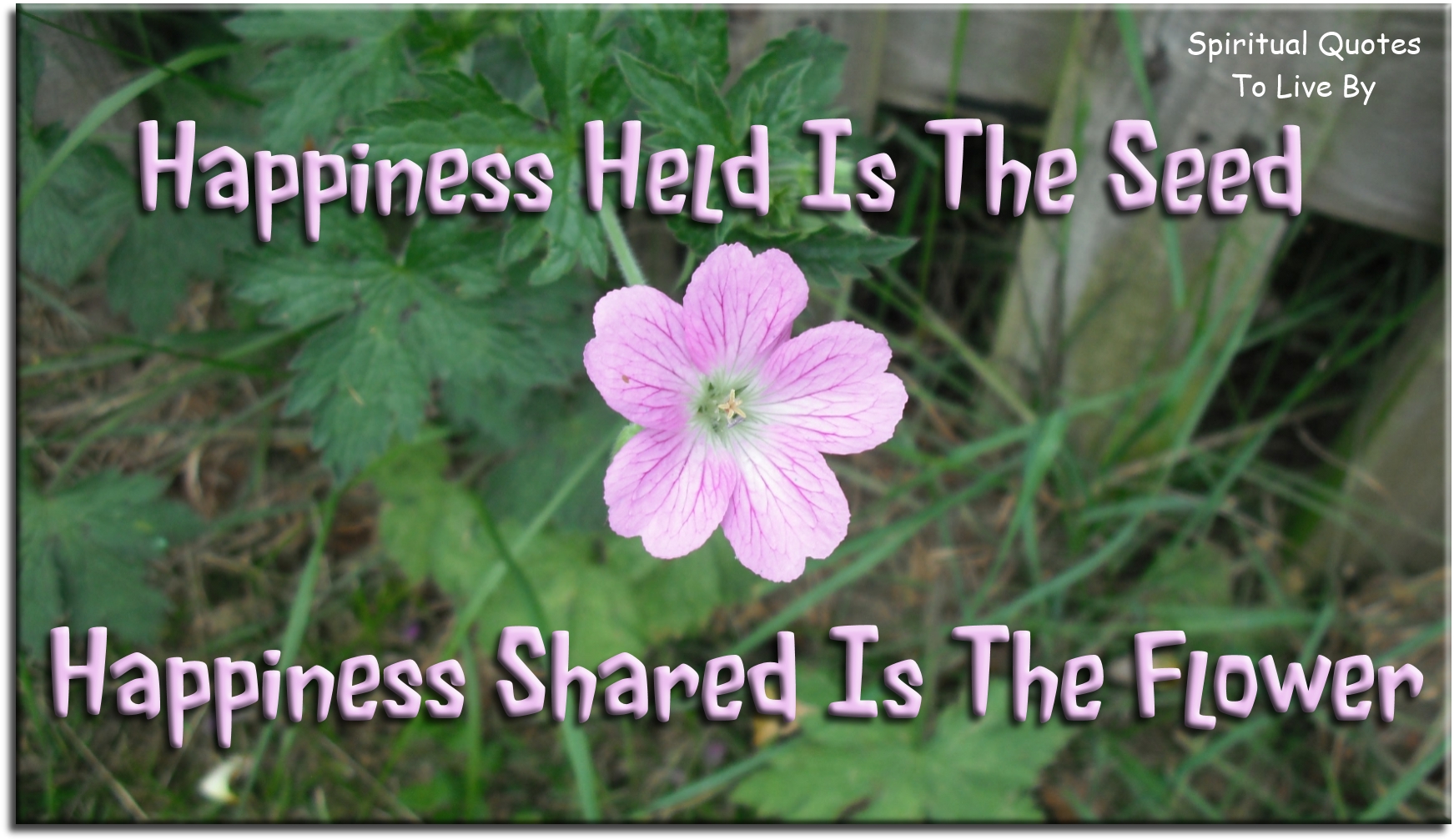 Happiness held is the seed. Happiness shared is the flower. - Spiritual Quotes To Live By