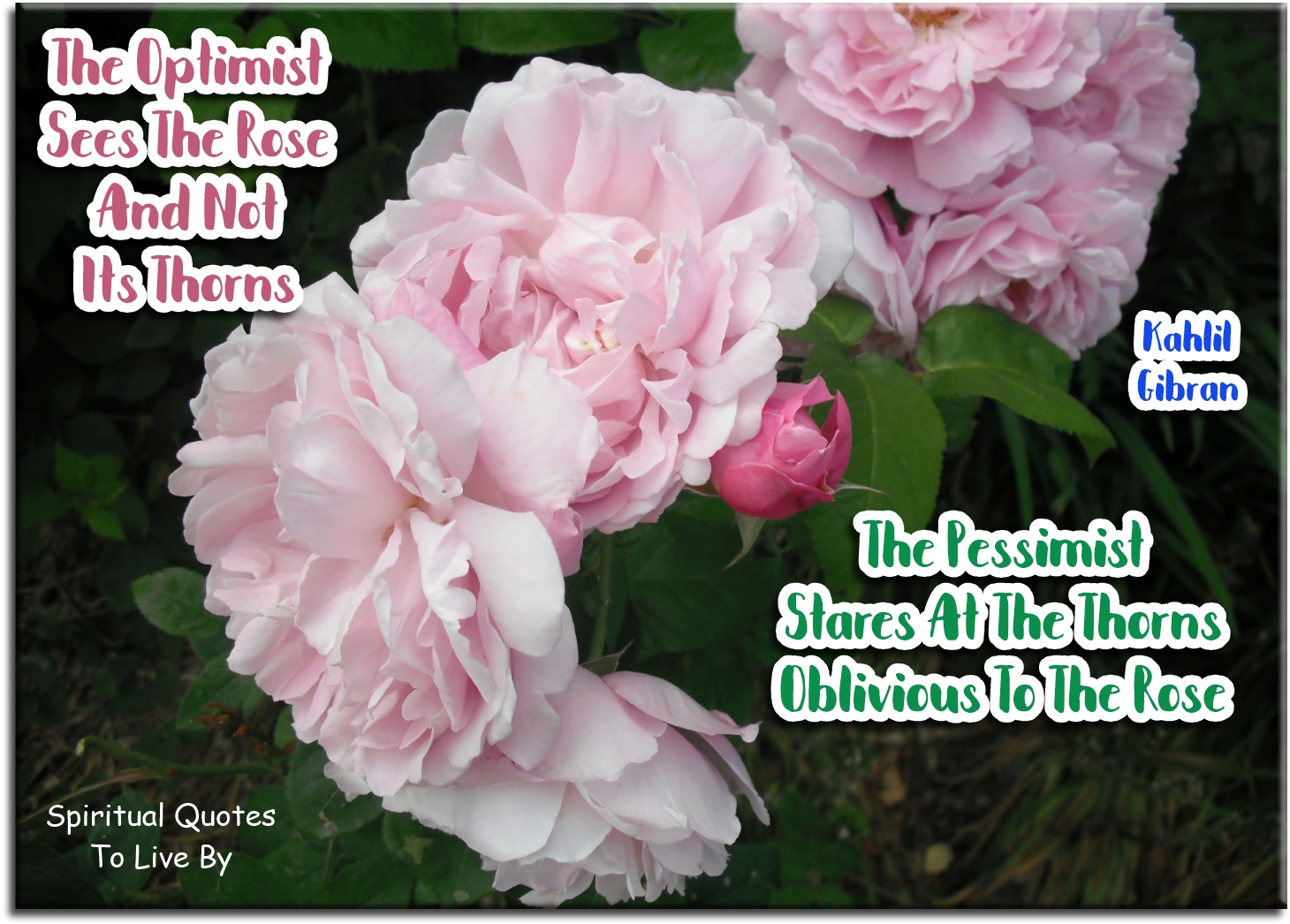 Kahlil Gibran quote - The optimist sees the rose and not its thorns; the pessimist stares at the thorns, oblivious to the rose. - Spiritual Quotes To Live By