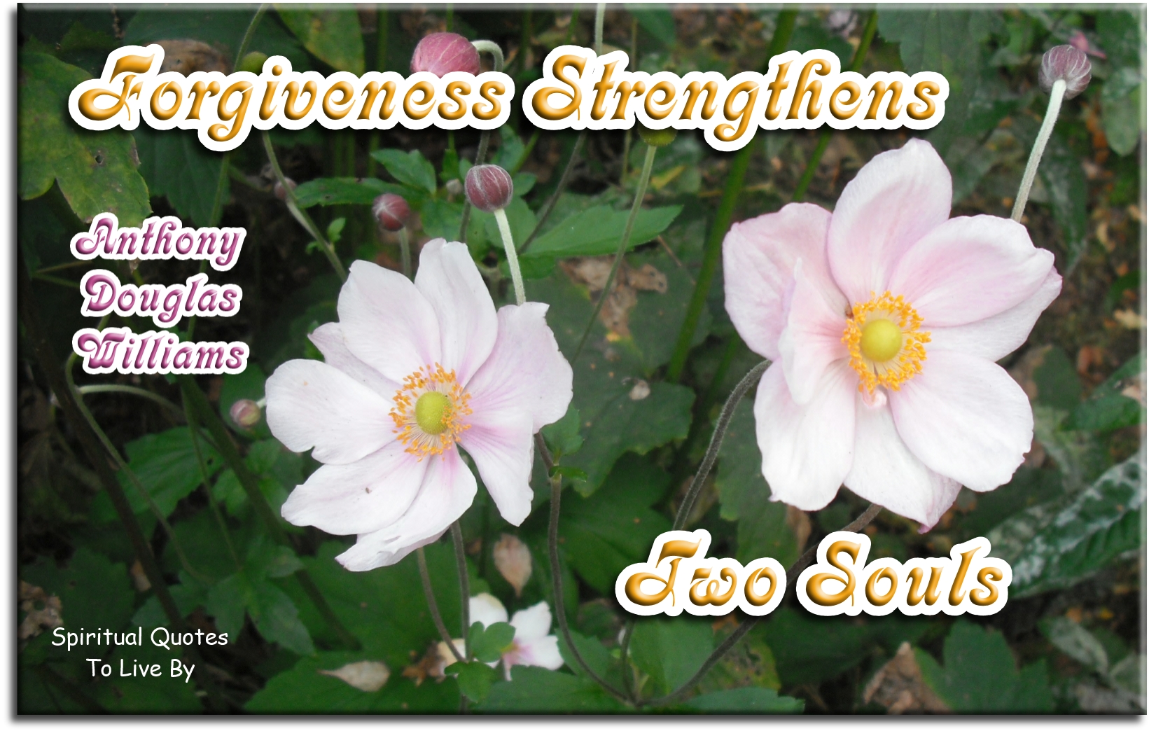 Anthony Douglas Williams quote - Forgiveness strengthens two Souls. - Spiritual Quotes To Live By