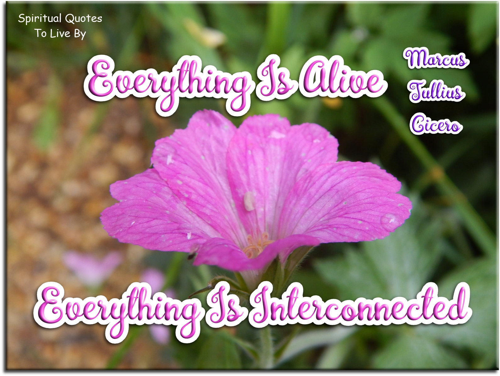 Marcus Tullius Cicero quote - Everything is alive, everything is interconnected - Spiritual Quotes To Live By