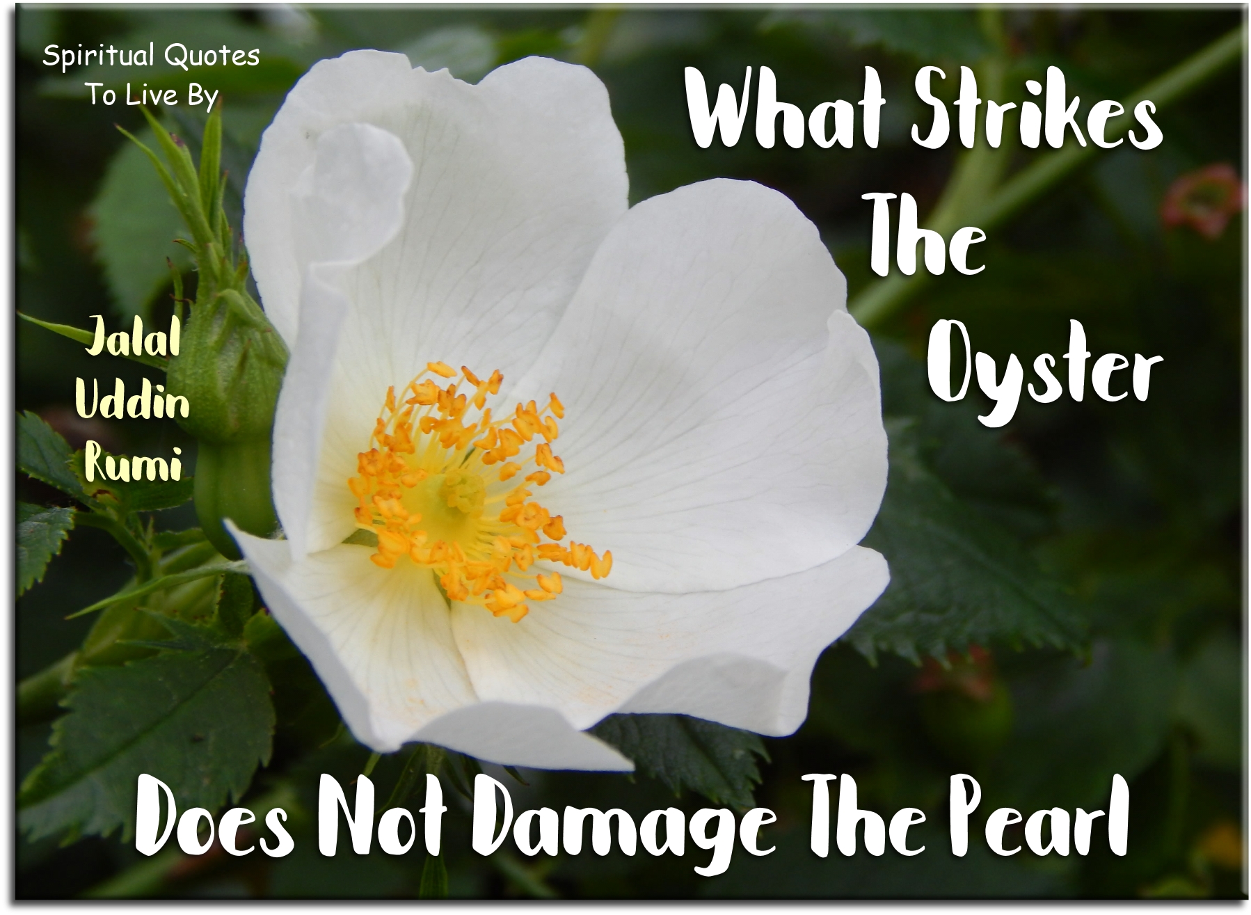 Rumi quote - What strikes the oyster does not damage the pearl. - Spiritual Quotes To Live By