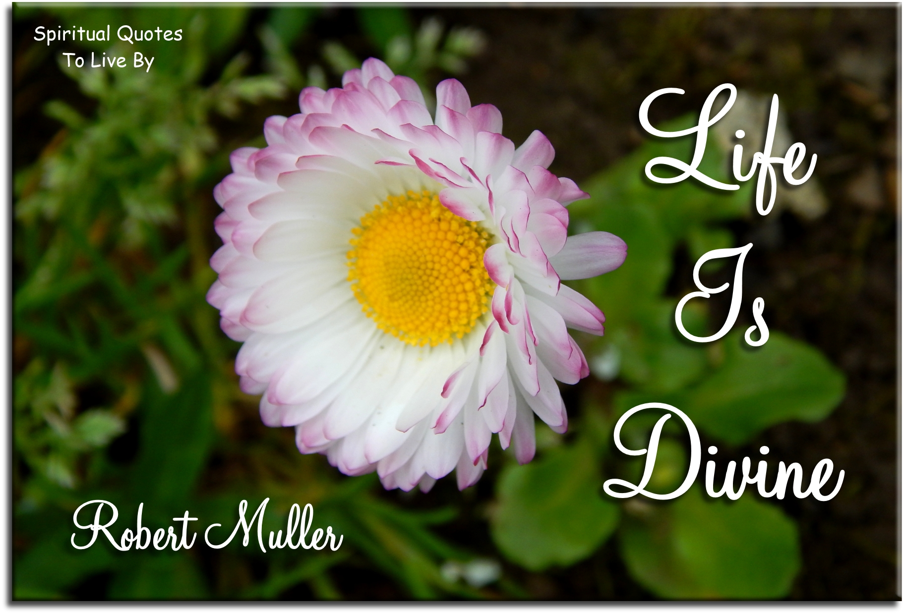 Robert Muller quote - Life is Divine - Spiritual Quotes To Live By