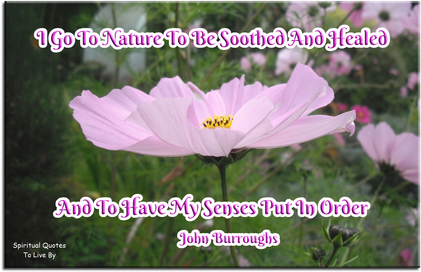 John Burroughs quote - I go to nature to be soothed and healed, and to have my senses put in order. - Spiritual Quotes To Live By