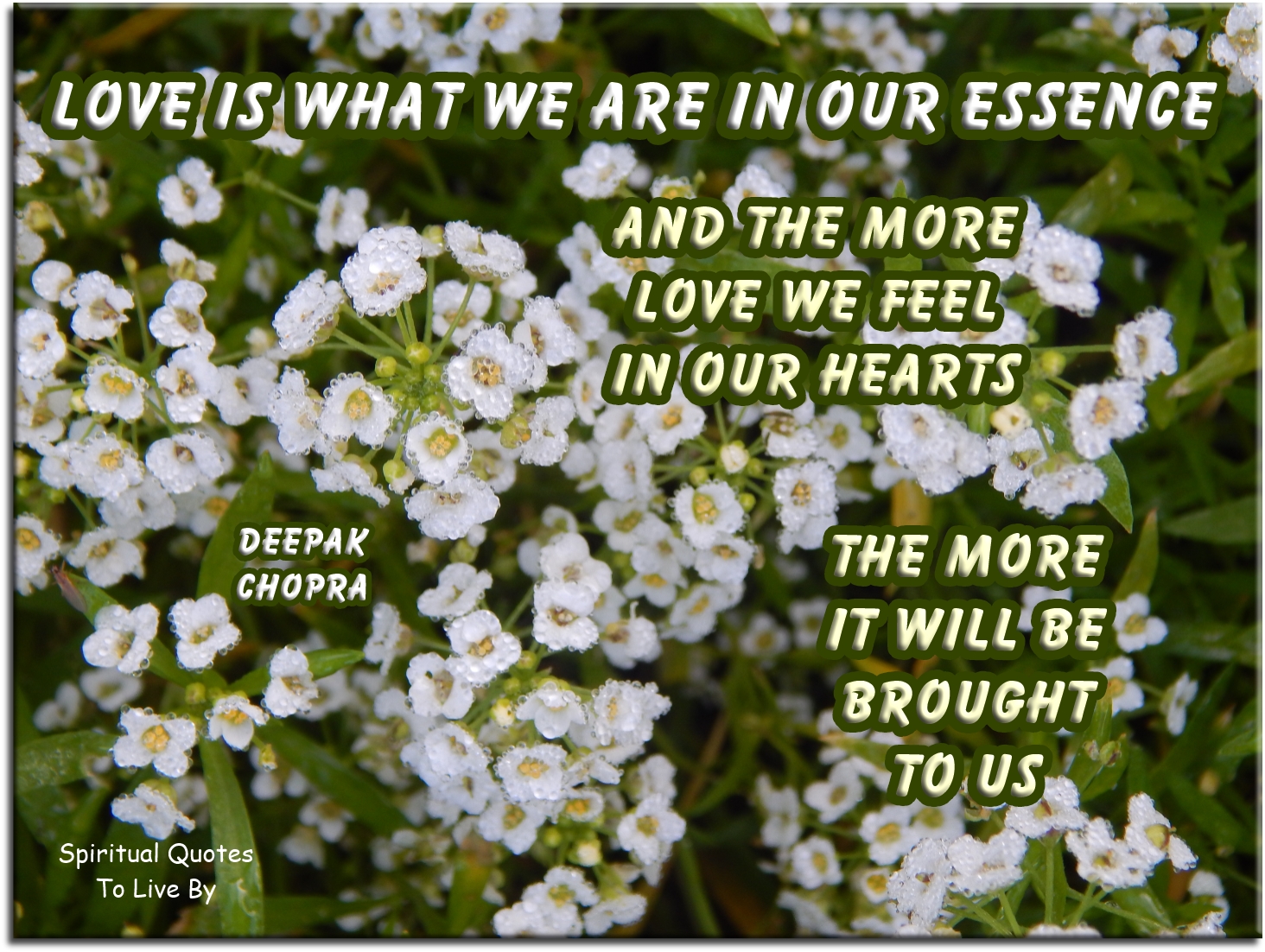 Deepak Chopra quote - Love is what we are in our essence, and the more love we feel in our hearts, the more it will be brought to us. - Spiritual Quotes To Live By