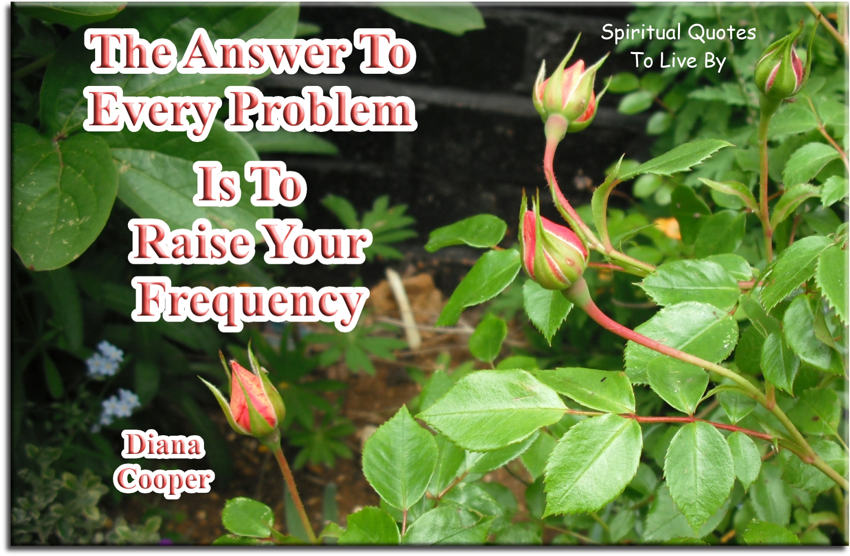 Diana Cooper quote - The answer to every problem is to raise your frequency - Spiritual Quotes To Live By