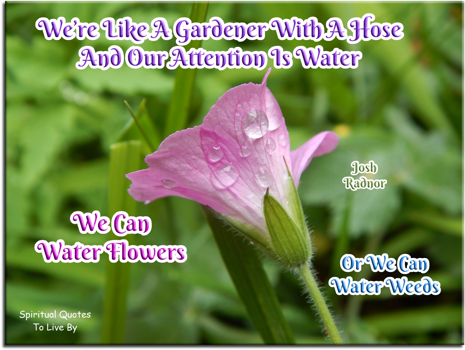 Josh Radnor quote - We’re like a gardener with a hose and our attention is water - we can water flowers or we can water weeds. - Spiritual Quotes To Live By