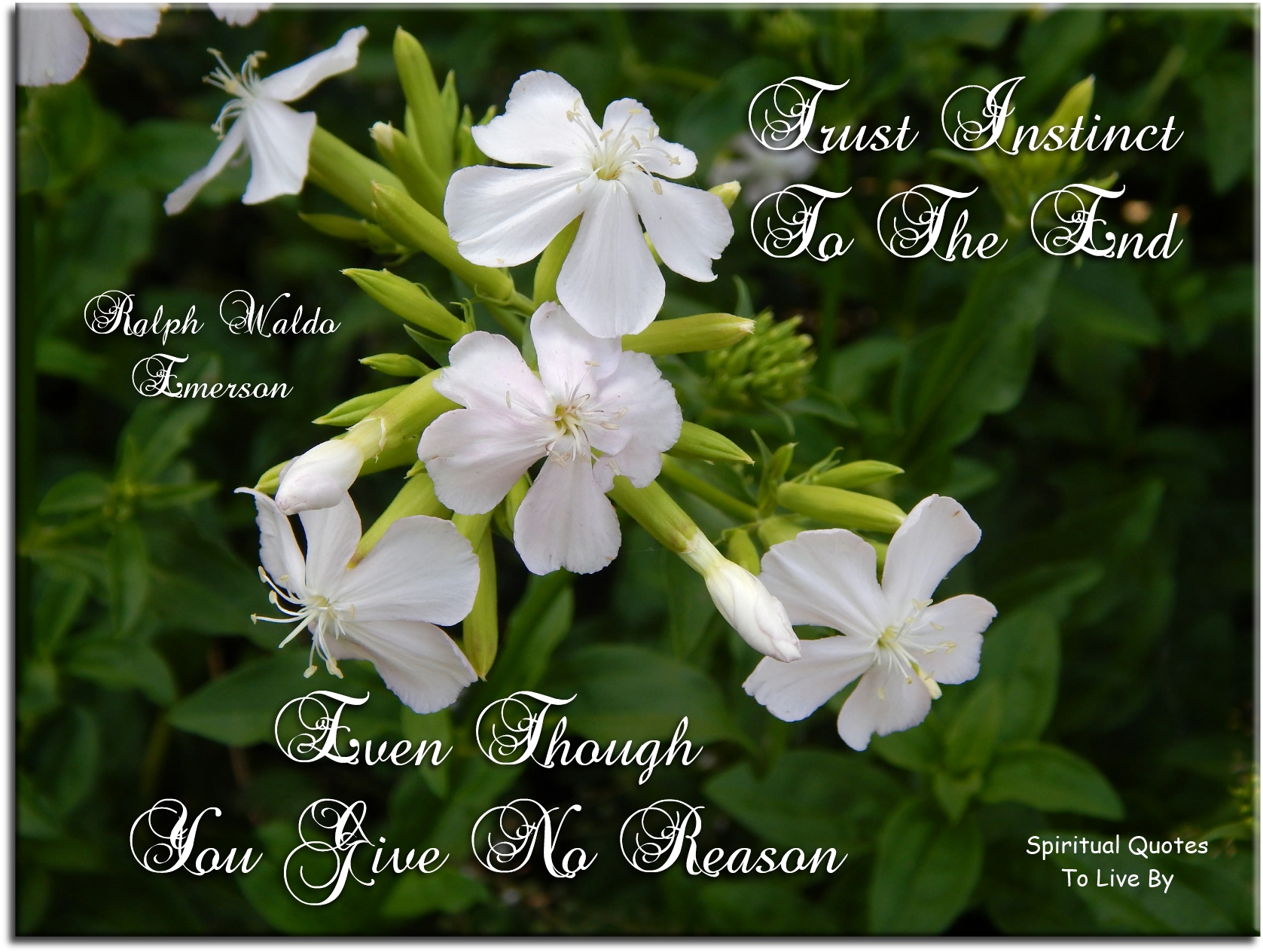 Ralph Waldo Emerson quote - Trust instinct to the end, even though you can give no reason. - Spiritual Quotes To Live By