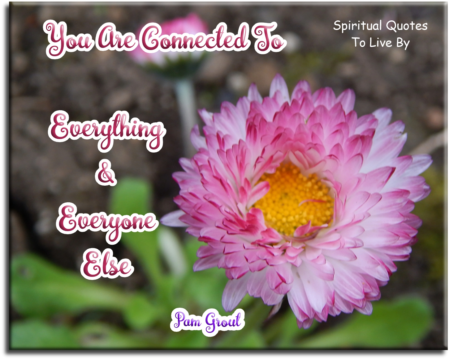 Pam Grout quote - You are connected to everything and everyone in the Universe. - Spiritual Quotes To Live By
