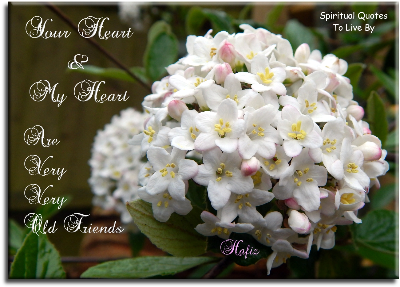 Hafiz quote - Your heart and my heart are very, very old friends. - Spiritual Quotes To Live By