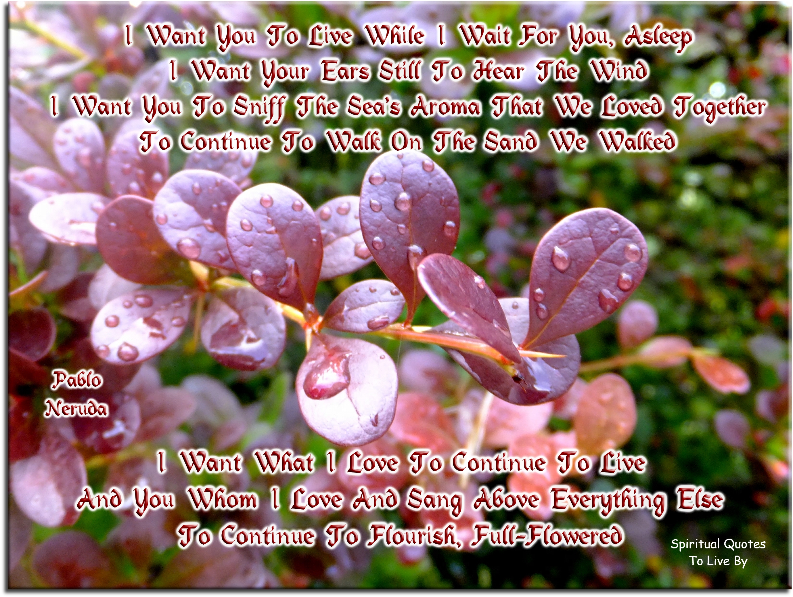 Pablo Neruda quote - I want you to live while I wait for you, asleep. I want your ears still to hear the wind, I want you to sniff the sea’s aroma that we loved together, To continue to walk on the sand we walked.  I want what I love to continue to live, And you whom I love and sang above everything else To continue to flourish, full-flowered - Spiritual Quotes To Live By