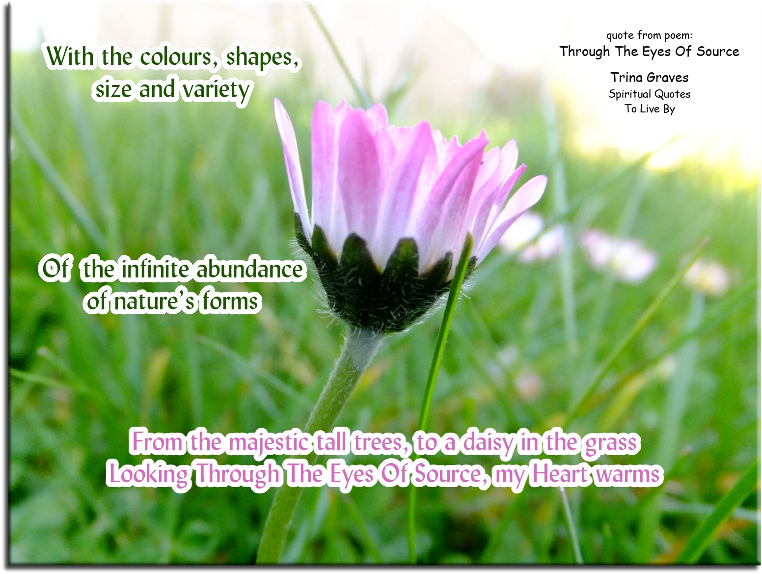 Trina Graves quote - With the colours, shapes, size and variety of the infinite abundance of nature's form, from the majestic tall trees, to a daisy in the grass, looking through the eyes of source, my heart warms - Spiritual Quotes To Live By