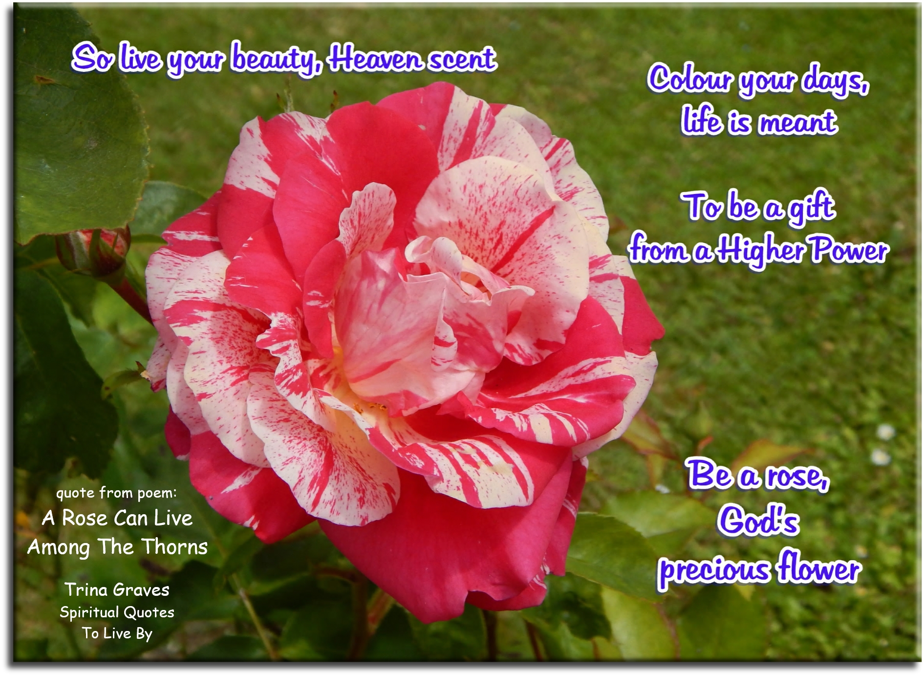 Trina Graves quote - So live your beauty, Heaven scent Colour your days, life is meant To be a gift from a Higher Power Be a rose, God’s precious flower - Spiritual Quotes To Live By