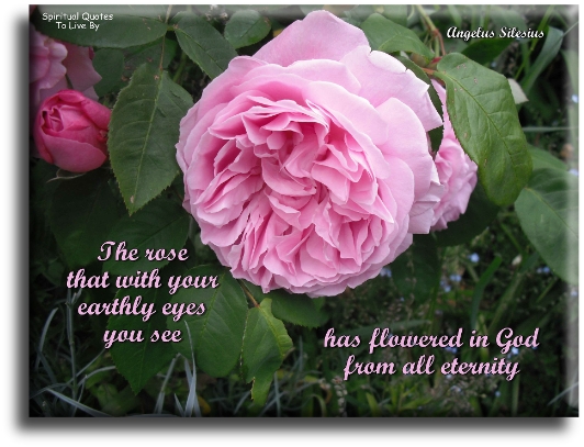 Angelus Silesius quote - The rose that with your earthly eyes you see, has flowered in God from all eternity. - Spiritual Quotes To Live By