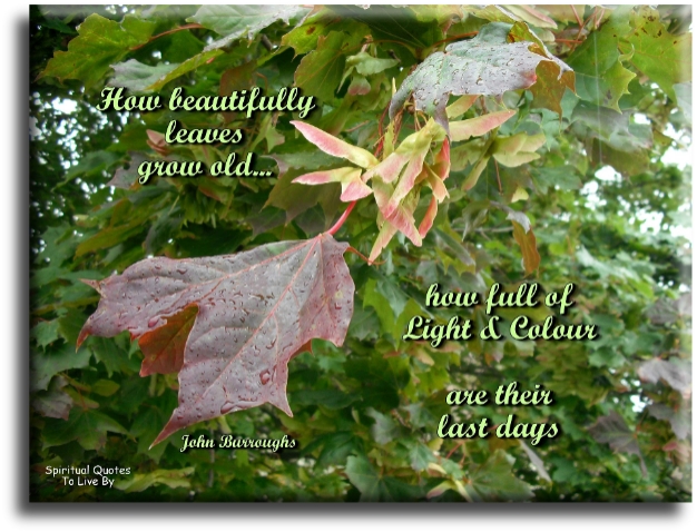 John Burroughs quote - How beautifully leaves grow old, how full of light and colour are their last days. - Spiritual Quotes To Live By John Burroughs quote - How beautifully leaves grow old, how full of light and colour are their last days. - Spiritual Quotes To Live By