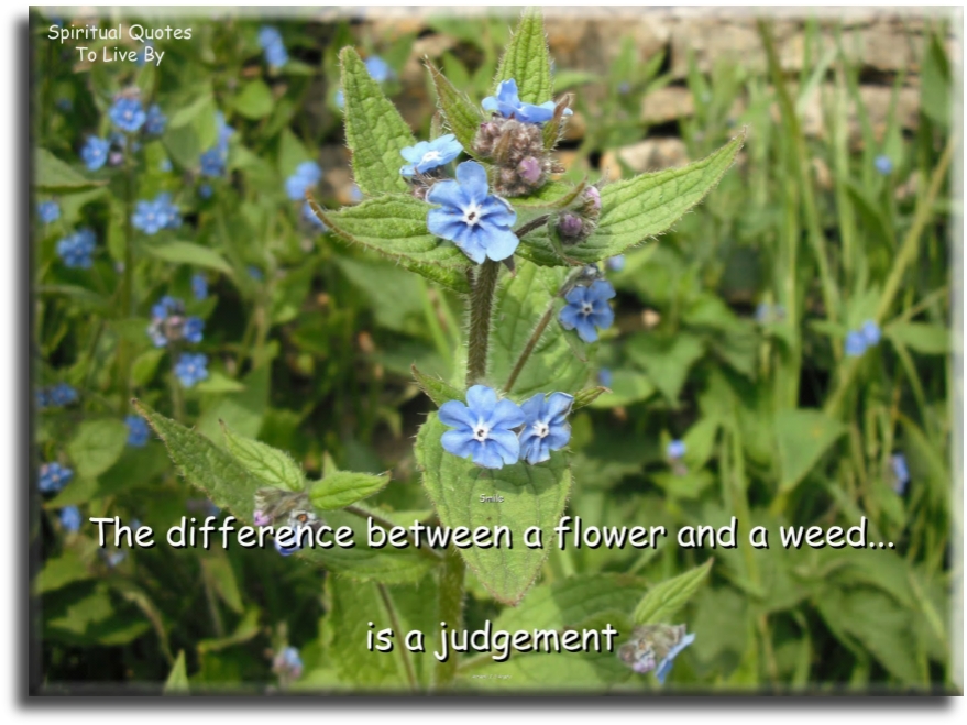 The difference between a flower and a weed is.. A judgement. - Spiritual Quotes To Live By
