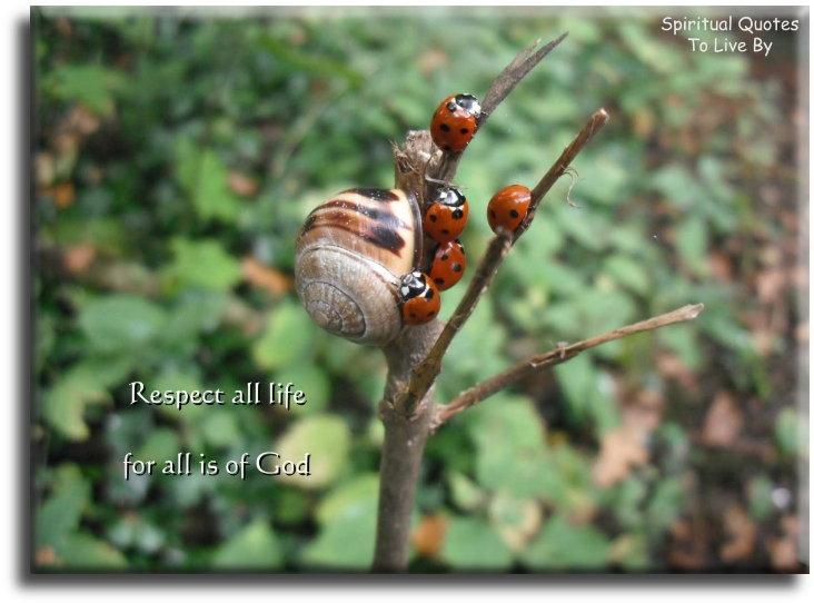 Respect all life, for all is of God - Spiritual Quotes To Live By