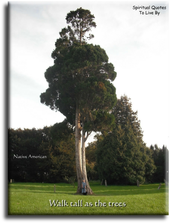 Native American quote - Walk tall as the trees. - Spiritual Quotes To Live By