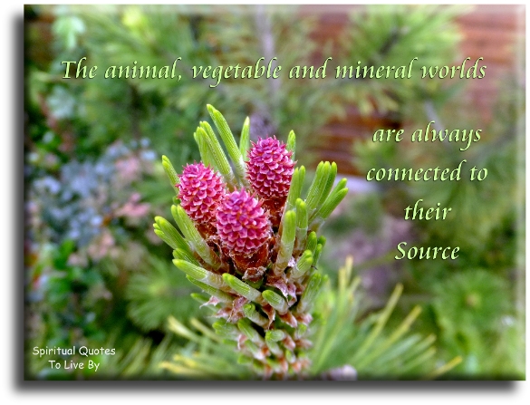 The animal, vegetable and mineral worlds are always connected to their Source. - Spiritual Quotes To Live By