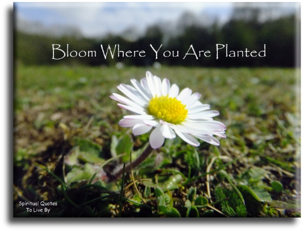 Bloom where you are planted. - Spiritual Quotes To Live By