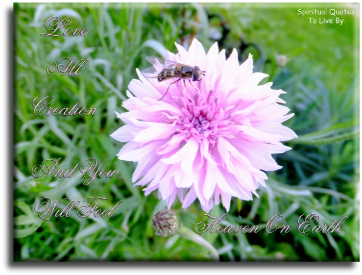Love all creation and you will feel heaven on Earth. - Spiritual Quotes To Live By