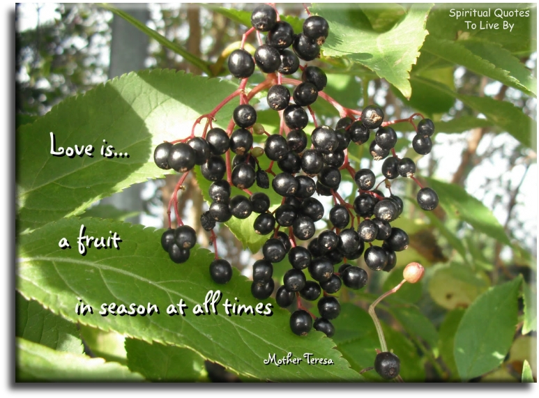 Mother Teresa quote - Love is a fruit in season at all times - Spiritual Quotes To Live By